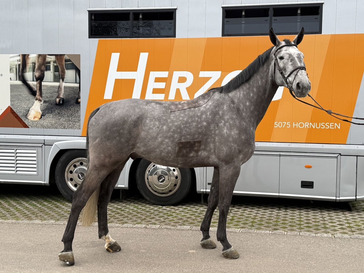 Schweizer Warmblut Wallach 5 Jahre 170 cm Apfelschimmel in Bad S&#xE4;ckingen