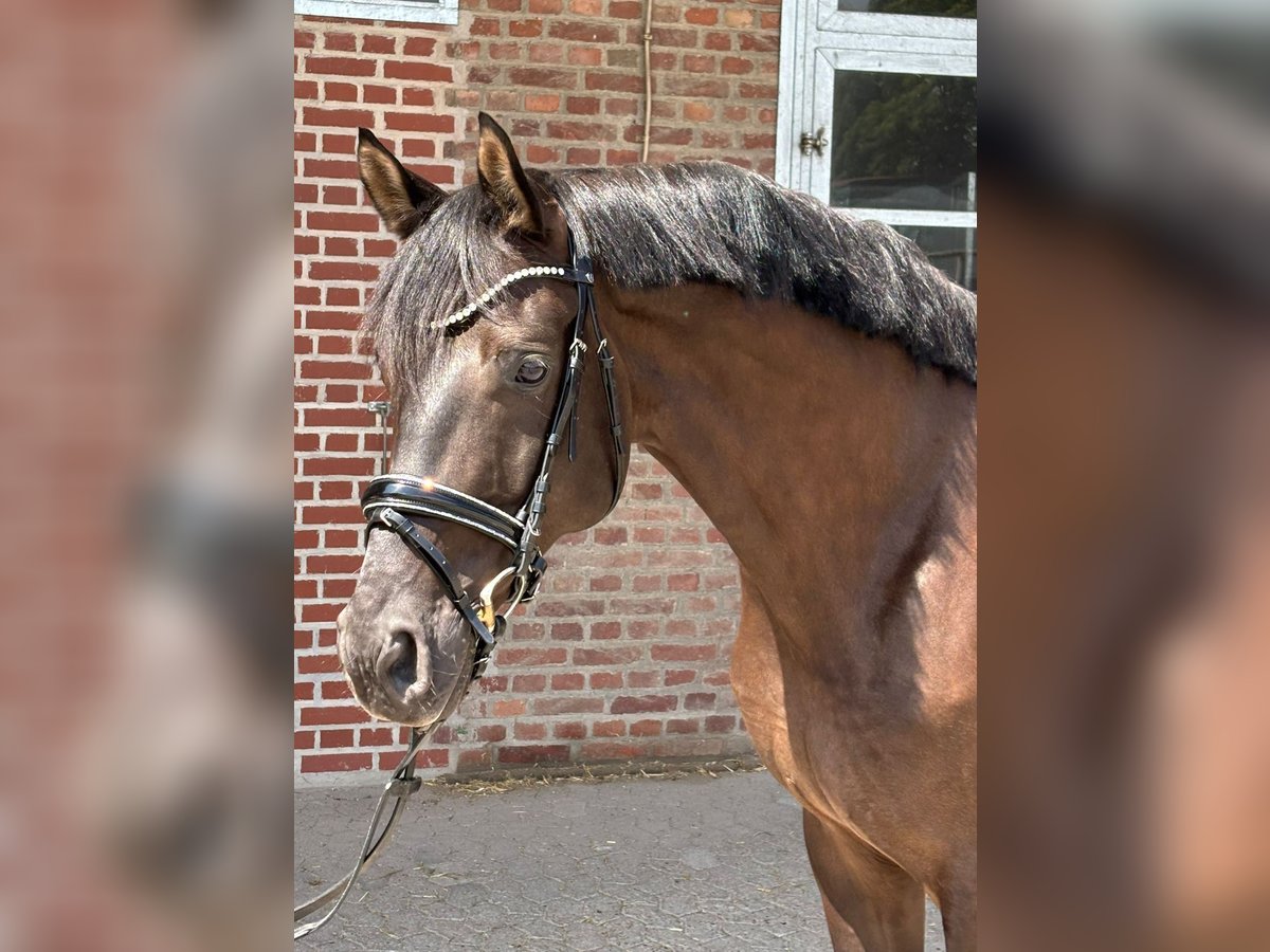 Schweizer Warmblut Wallach 7 Jahre 169 cm in Herford