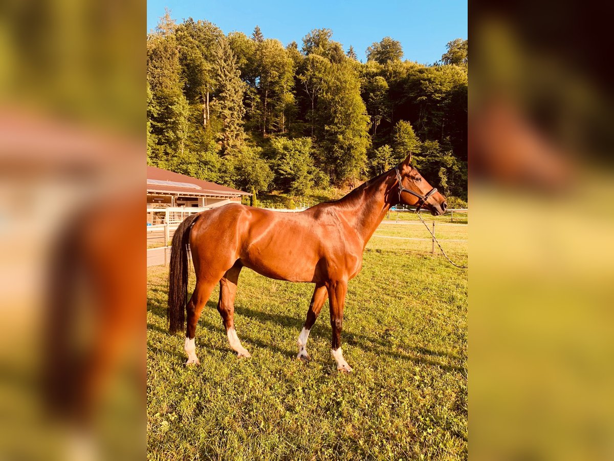 Schweizer Warmblut Wallach 8 Jahre 170 cm Brauner in Th&#xF6;rigen