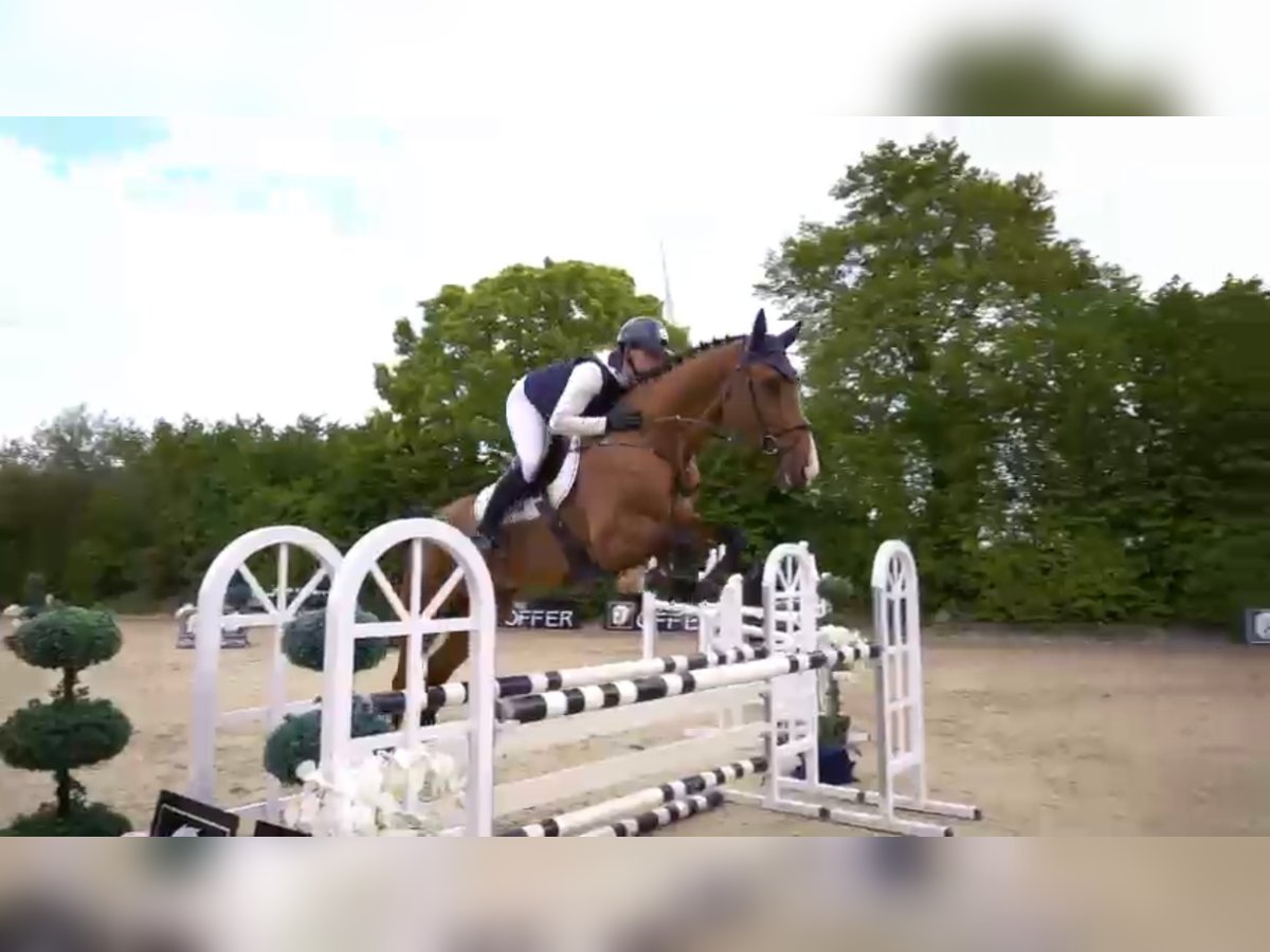 Schweizer Warmblut Wallach 8 Jahre 172 cm Brauner in Mengen