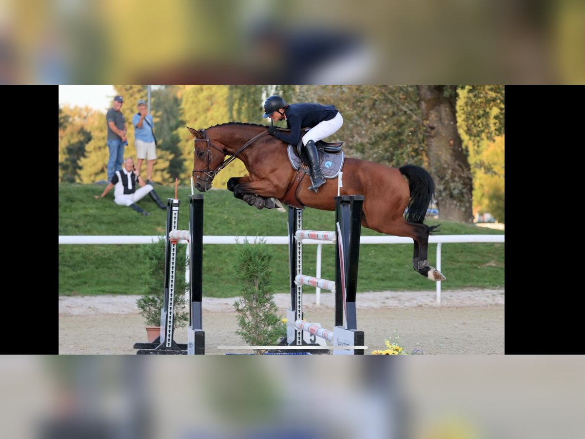 Schweizer Warmblut Wallach 9 Jahre 168 cm Brauner in Ersigen