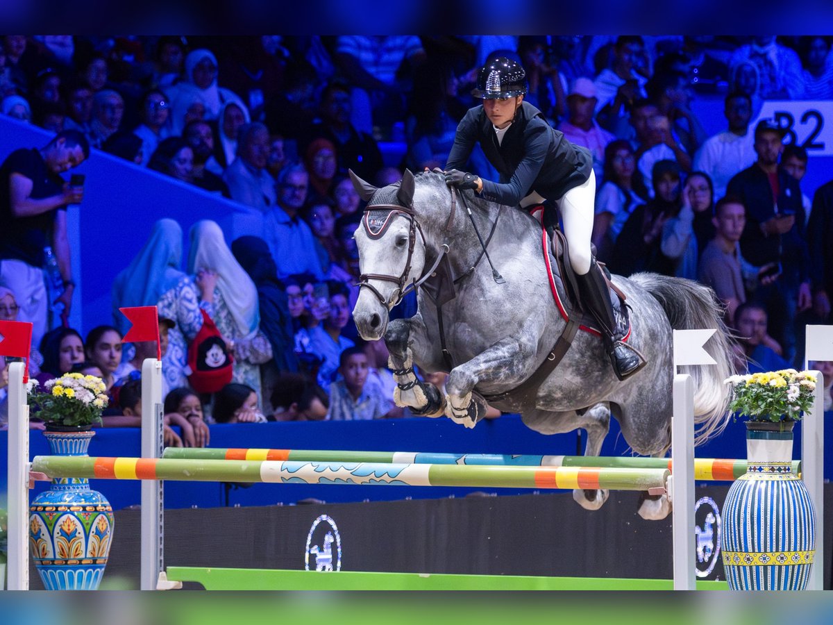 Schweizer Warmblut Wallach 9 Jahre 172 cm Schimmel in Aeugst