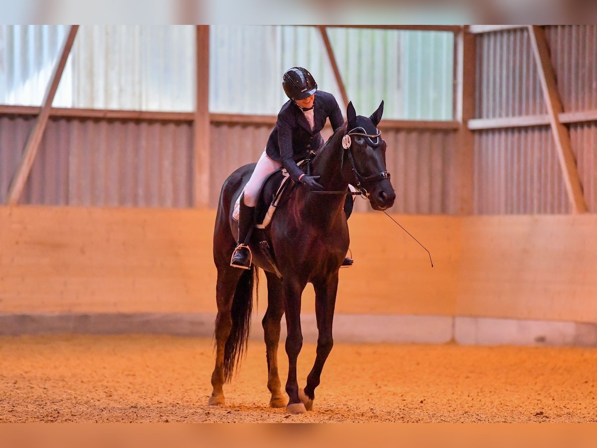 Schweizer Warmblut Wallach 9 Jahre 174 cm Rappe in Kradolf