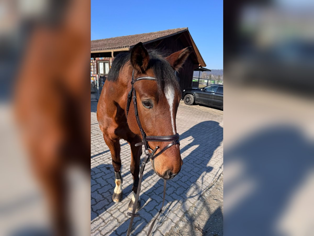 Schweizer Warmblut Wallach 9 Jahre 175 cm Brauner in Spreitenbach