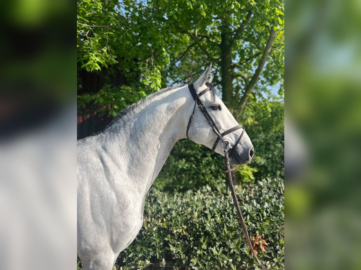 Schweizer Warmblut Wallach 9 Jahre Schimmel in Visbek