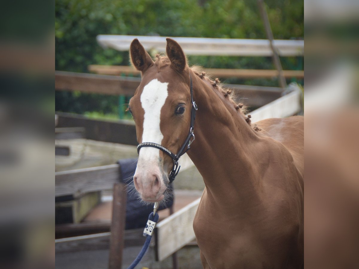 Schweiziskt varmblod Hingst Föl (04/2024) fux in Auswil