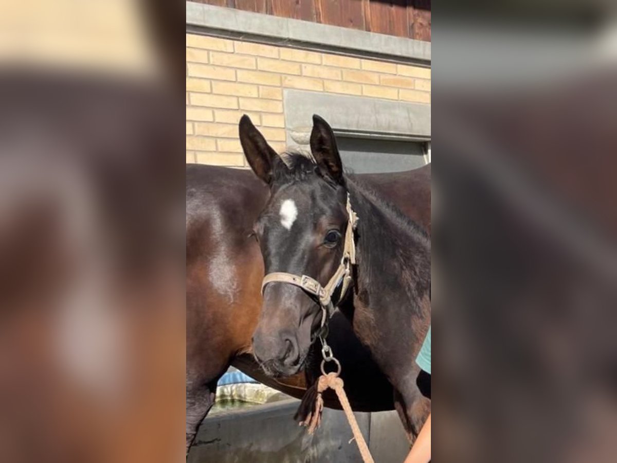 Schweiziskt varmblod Hingst Föl (05/2024) Svart in Hindelbank