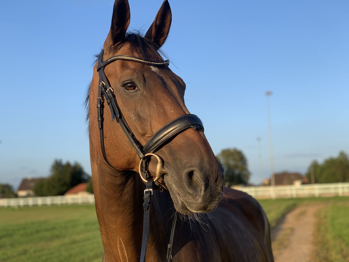 Schweiziskt varmblod Valack 17 år 172 cm Brun in Zuchwil