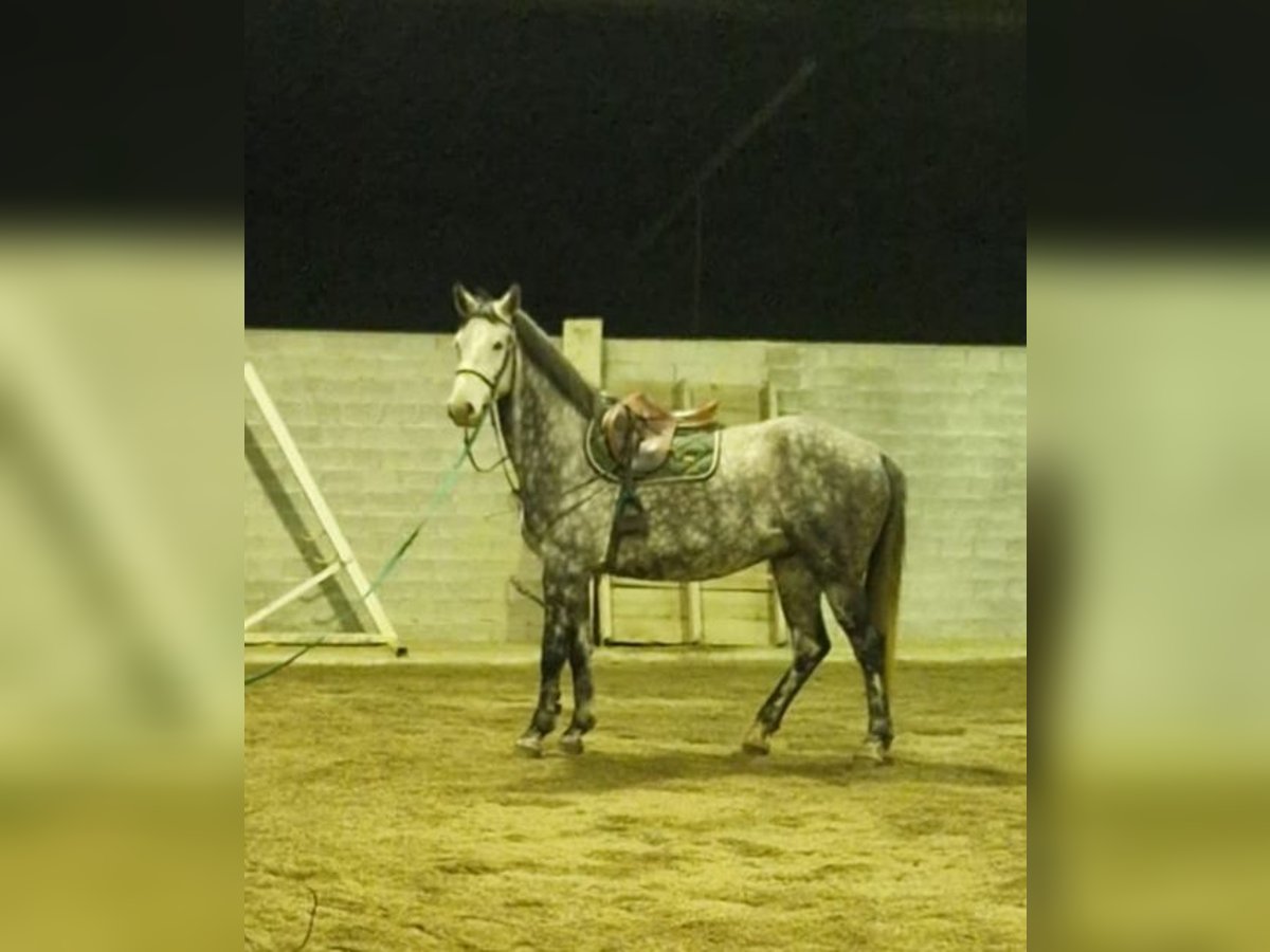 Schweiziskt varmblod Valack 5 år 165 cm Grå in S. Antonino