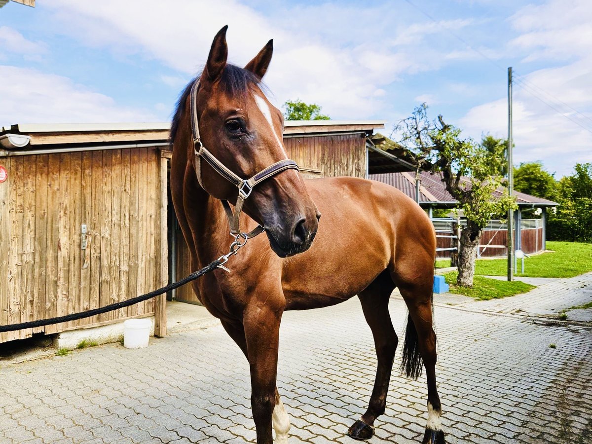 Schweiziskt varmblod Valack 8 år 175 cm Brun in Dietikon