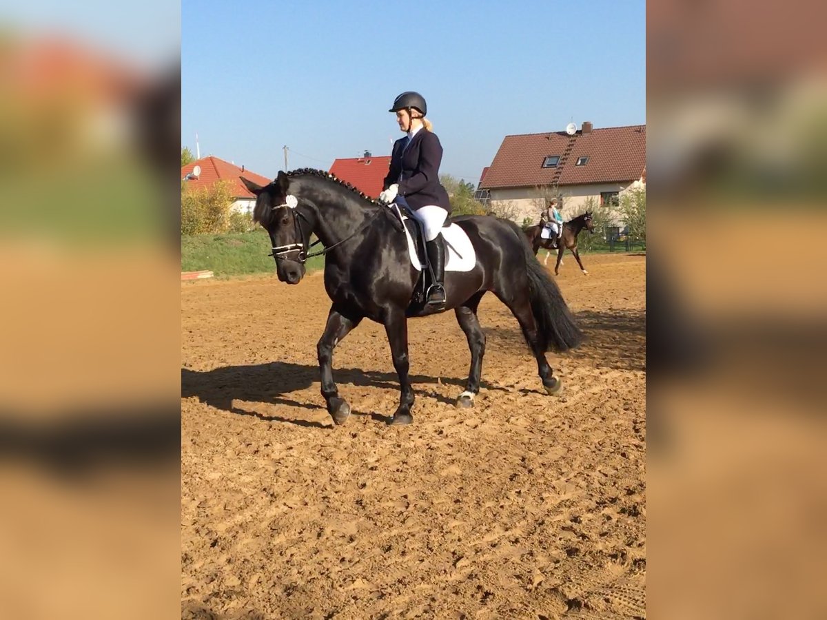 Schweres Warmblut Hengst 15 Jahre 165 cm Dunkelbrauner in Sulza