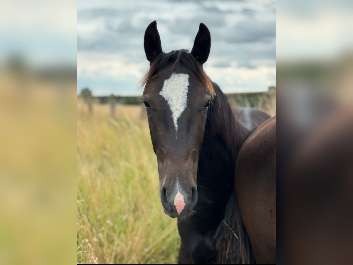 Schweres Warmblut Hengst 1 Jahr 165 cm Rappe in Ascheberg