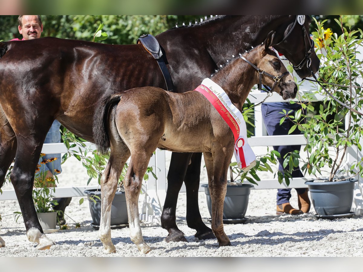 Schweres Warmblut Hengst 1 Jahr Rappe in Wutha-Farnroda