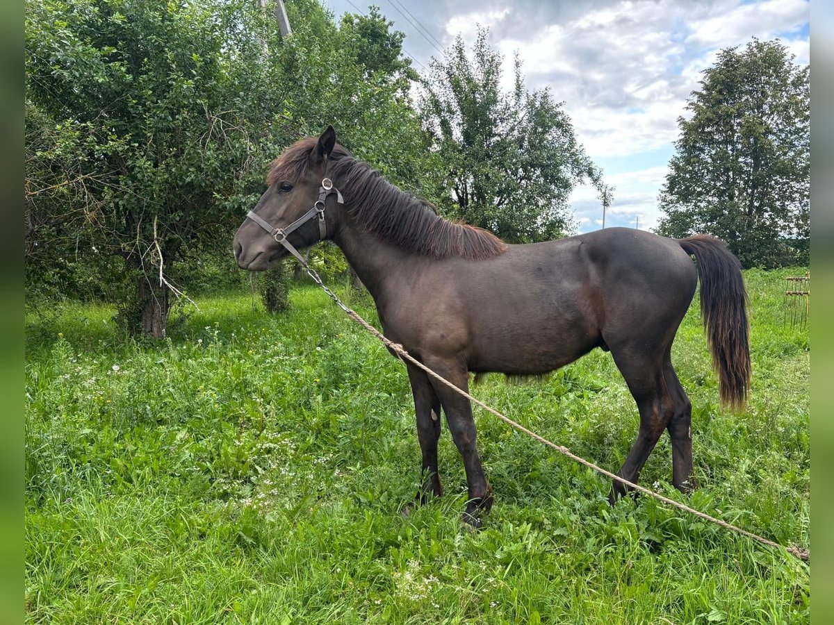 Schweres Warmblut Hengst 1 Jahr Rappe in &#x160;akiai