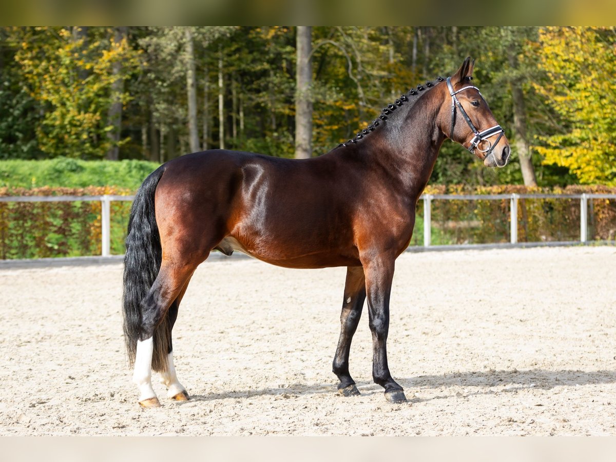 Schweres Warmblut Hengst 2 Jahre Brauner in Moritzburg