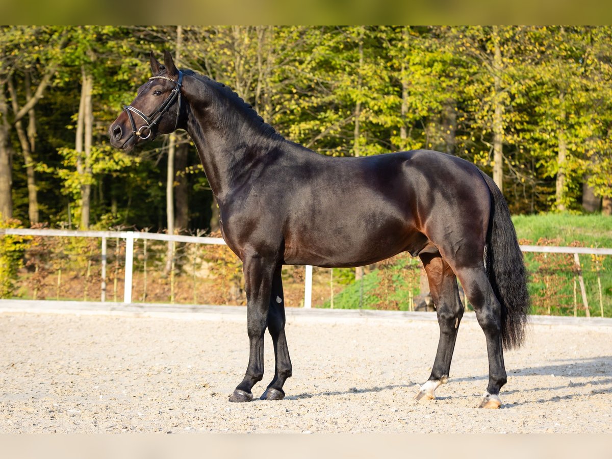 Schweres Warmblut Hengst 2 Jahre Dunkelbrauner in Moritzburg