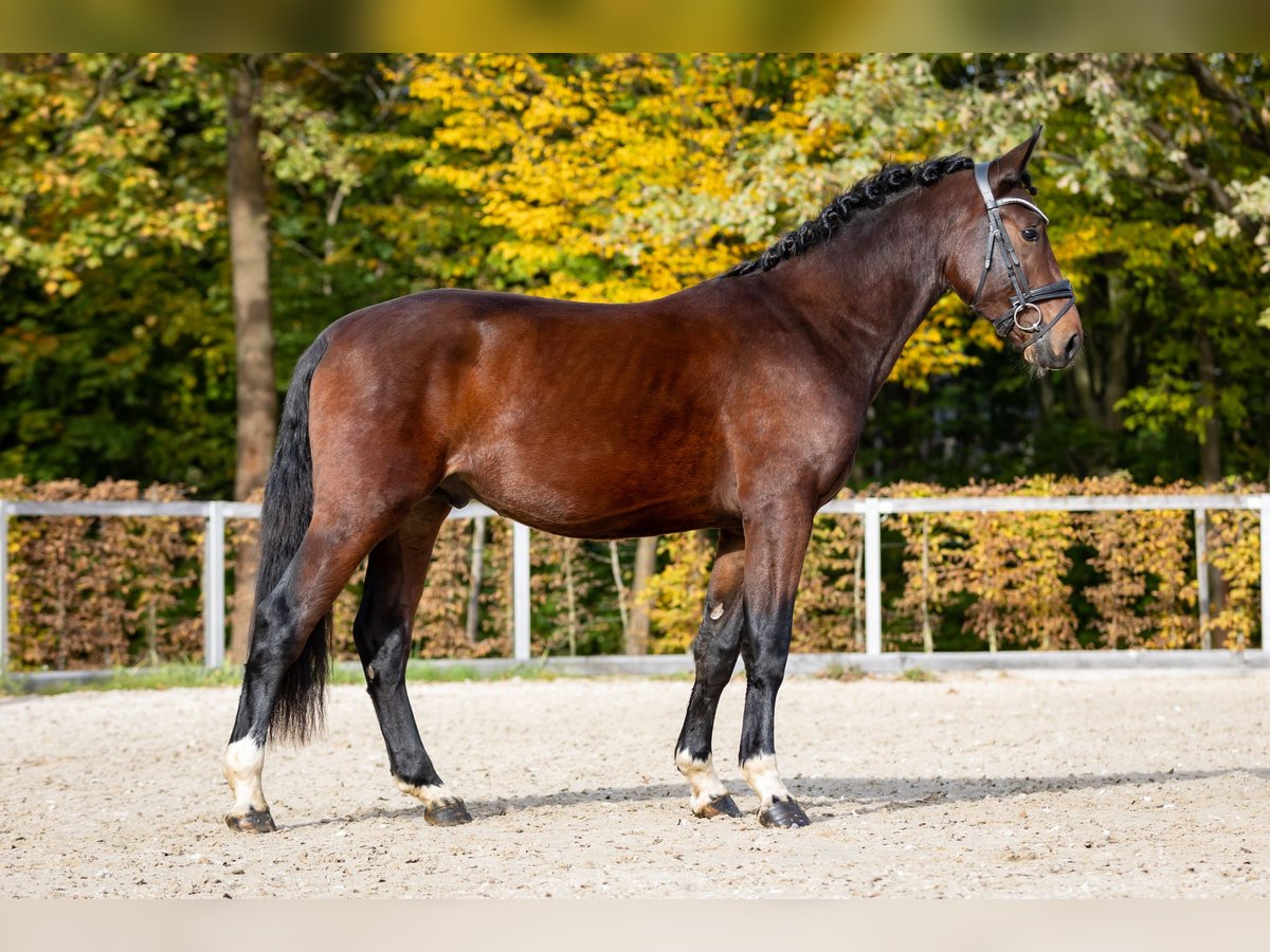 Schweres Warmblut Hengst 2 Jahre Dunkelbrauner in Moritzburg