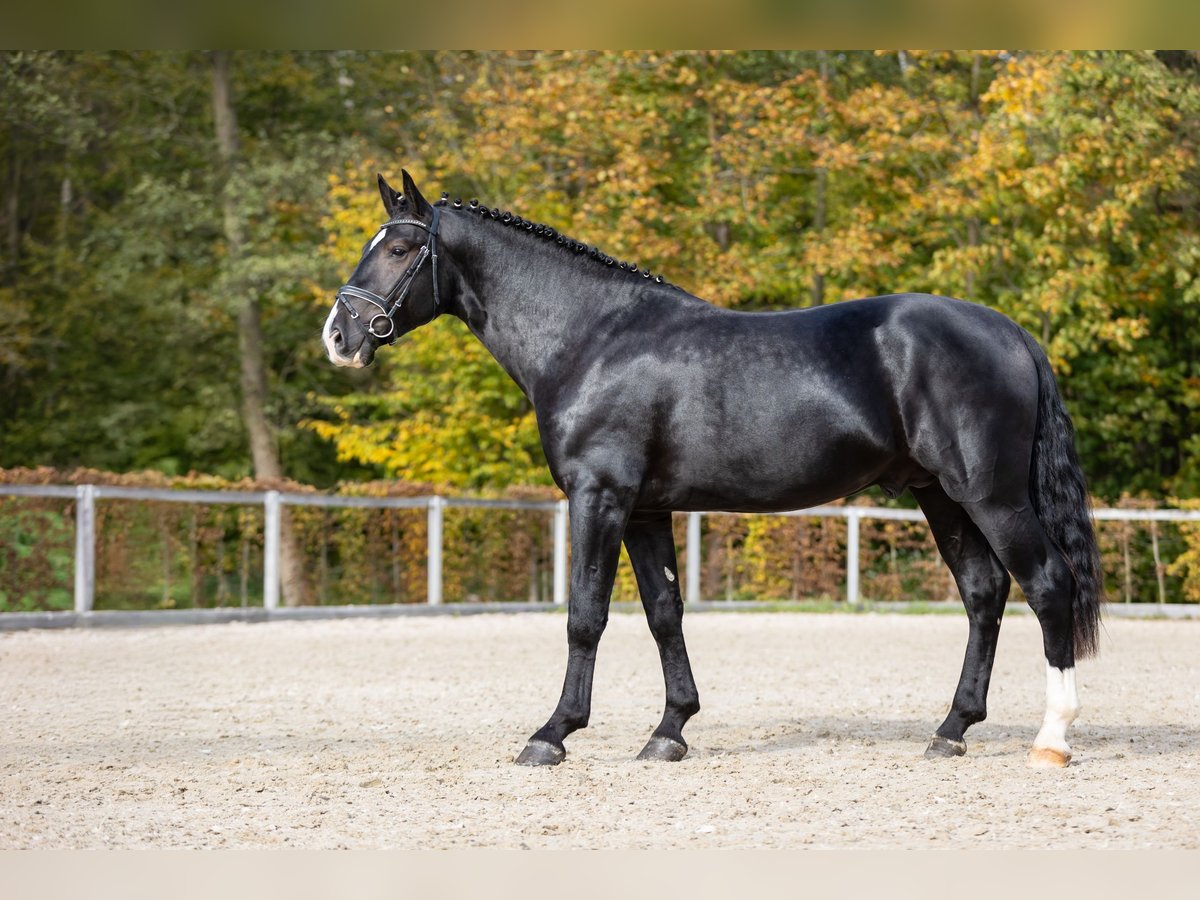 Schweres Warmblut Hengst 2 Jahre Rappe in Moritzburg