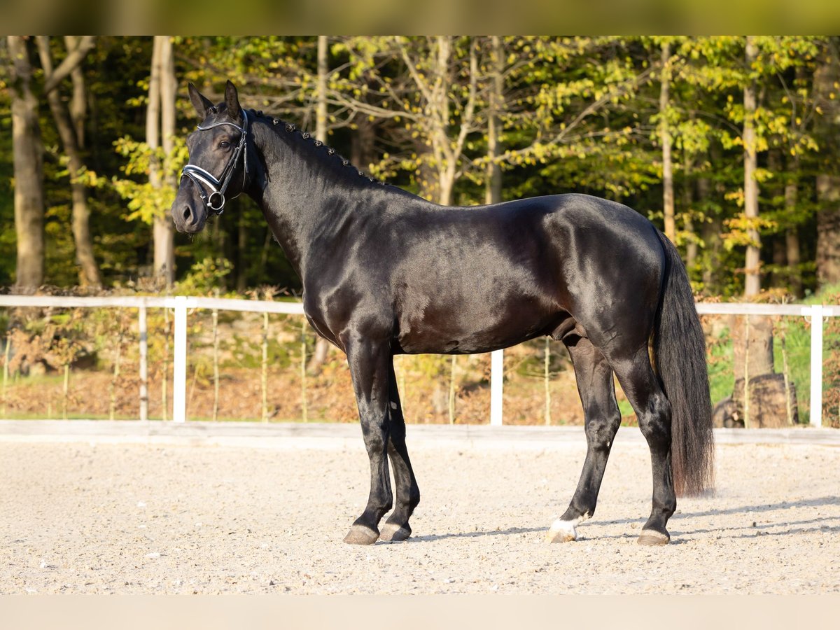 Schweres Warmblut Hengst 2 Jahre Schwarzbrauner in Moritzburg