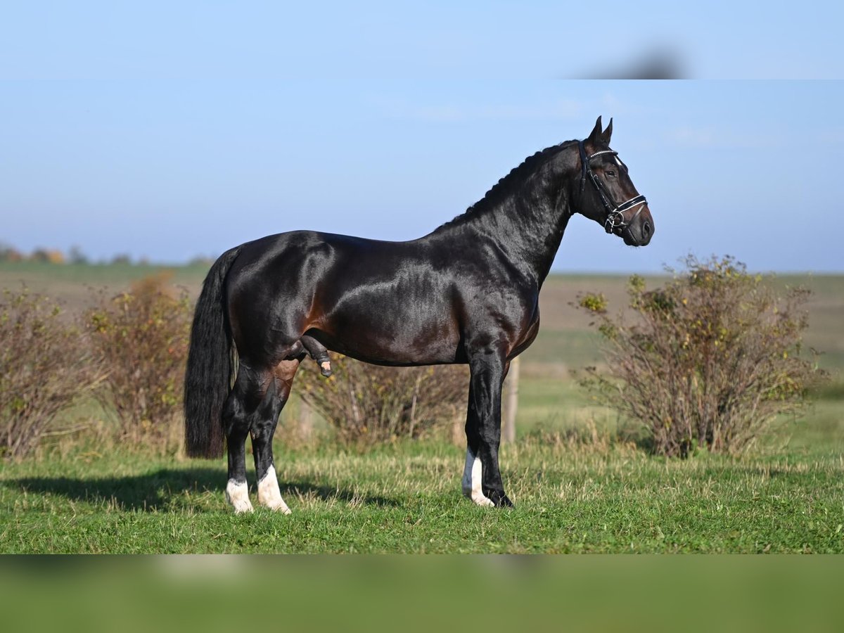 Schweres Warmblut Hengst 2 Jahre Schwarzbrauner in Moritzburg