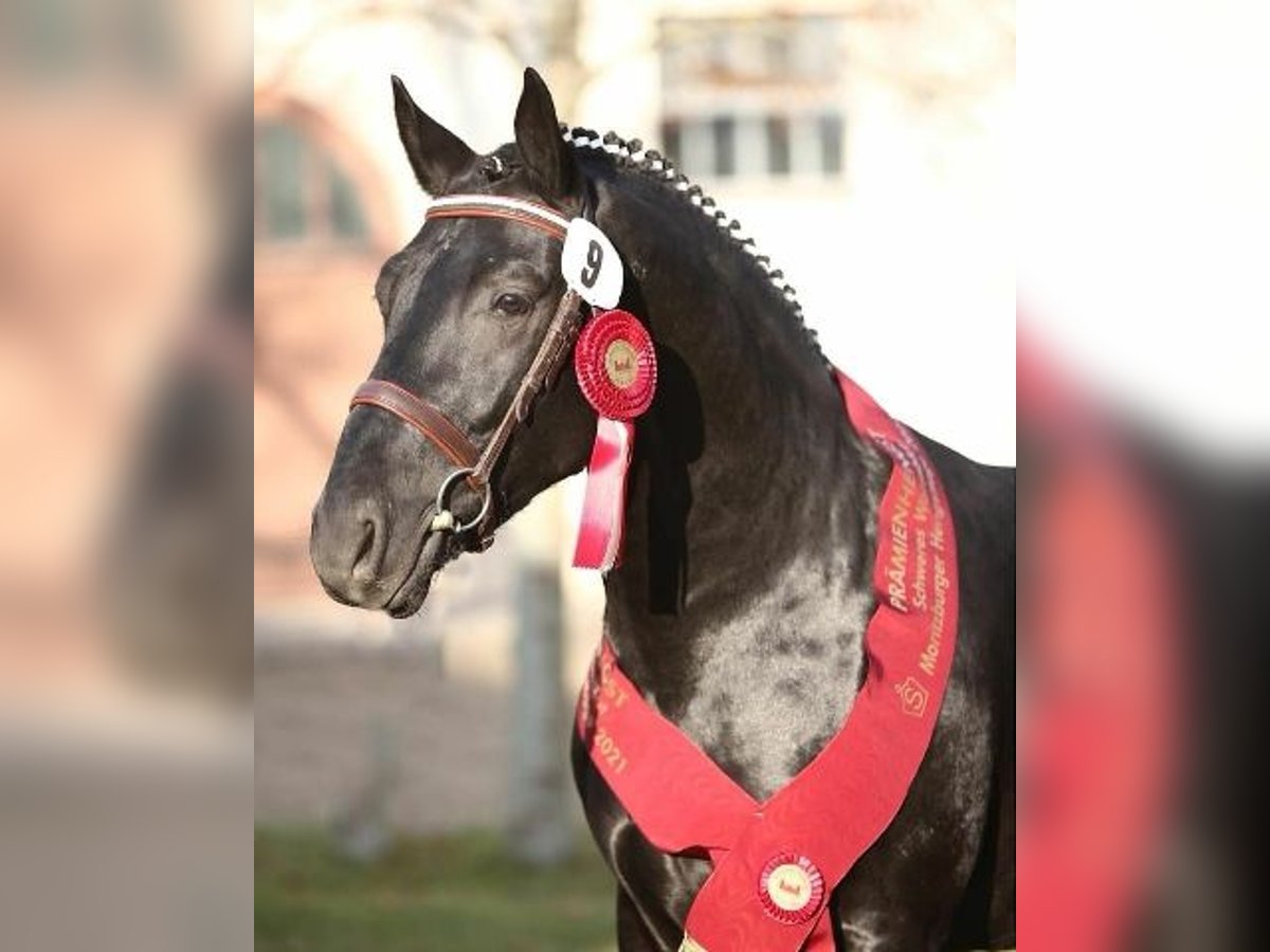 Schweres Warmblut Hengst 6 Jahre 165 cm Rappe in Kamenz