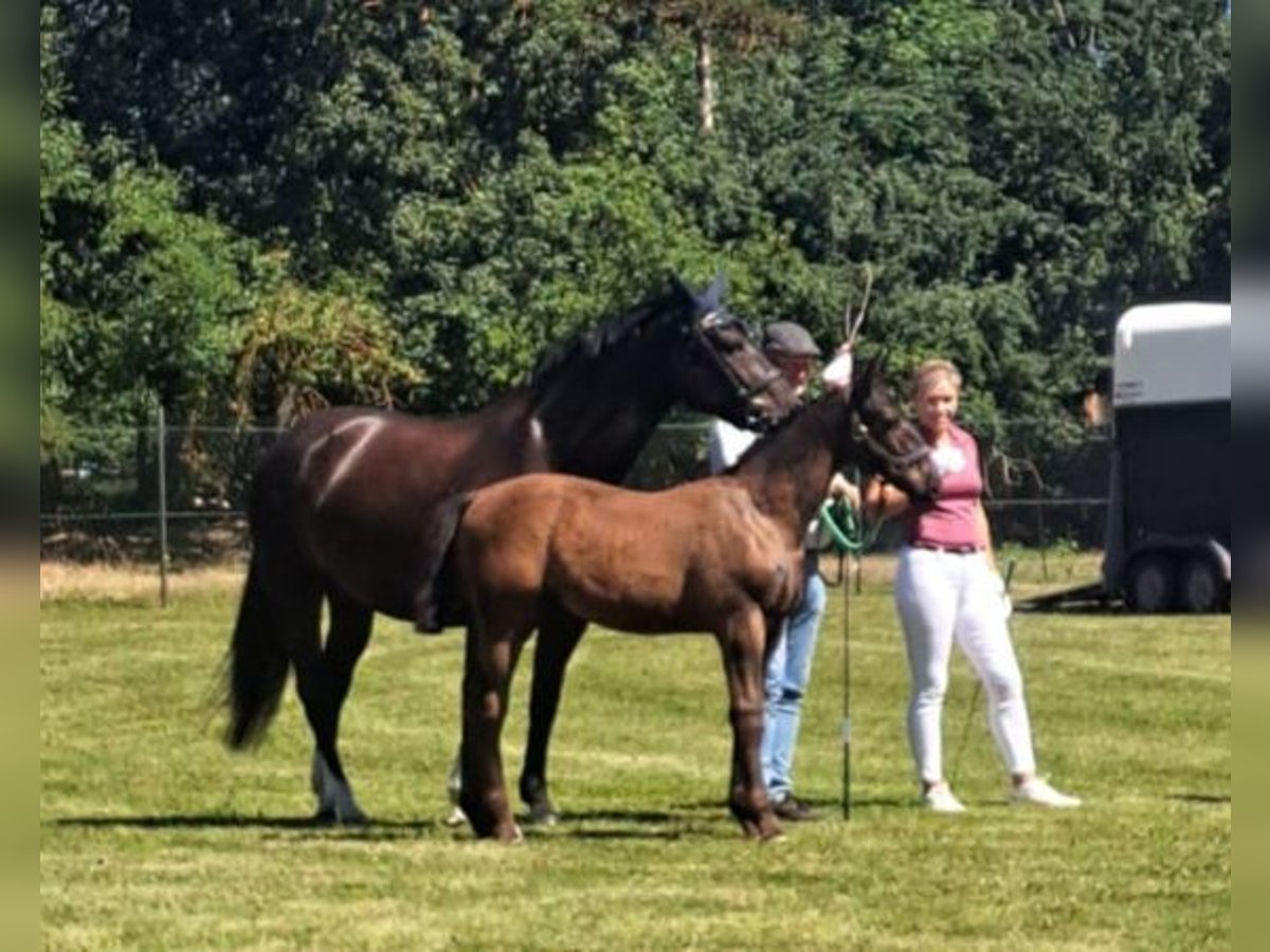 Schweres Warmblut Hengst  165 cm in Hirschroda