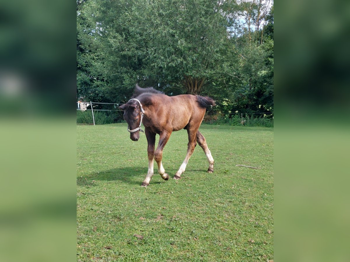 Schweres Warmblut Hengst  165 cm Rappe in Eslohe