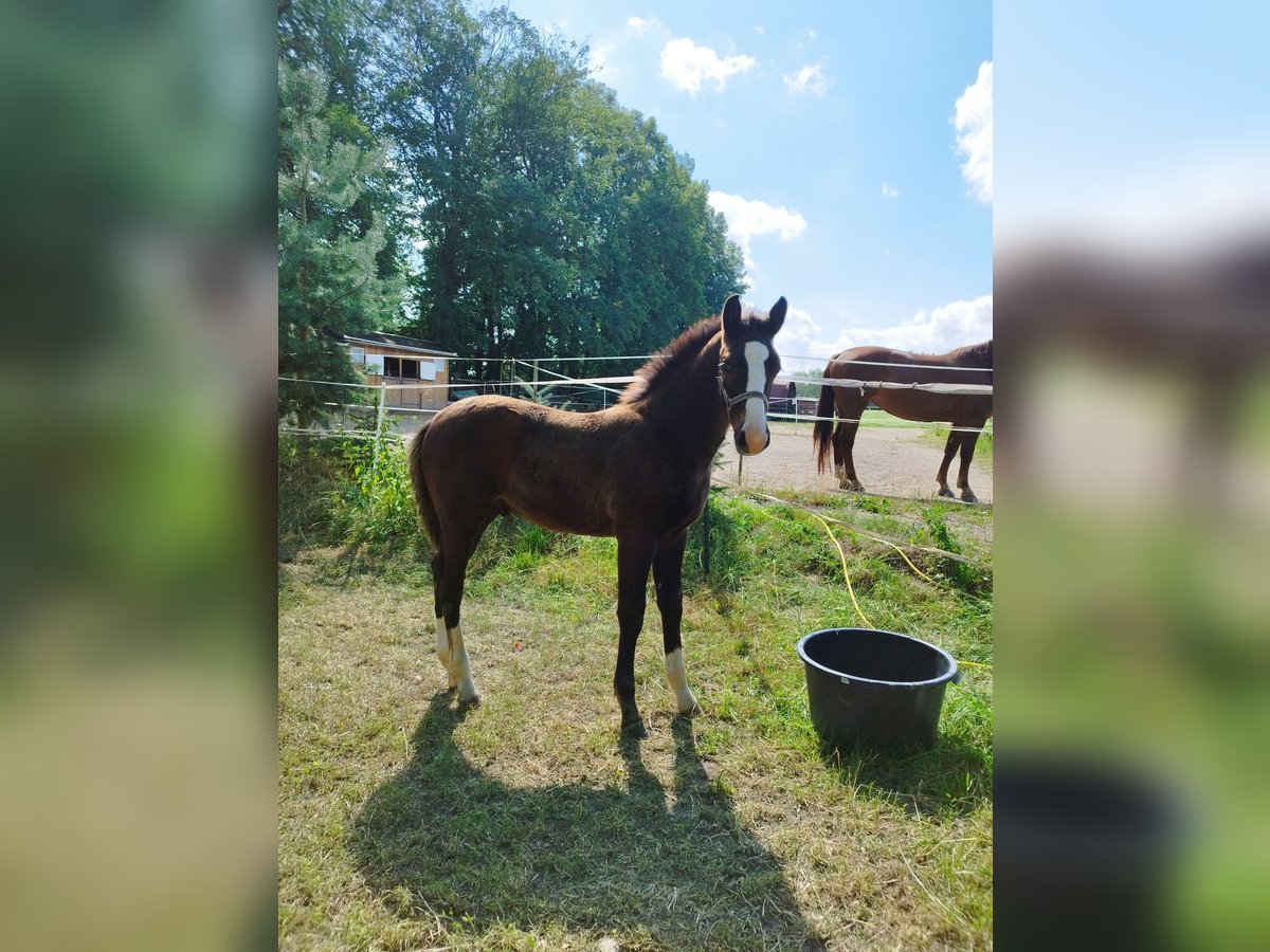 Schweres Warmblut Hengst Fohlen (04/2024) Rappe in Kirchberg