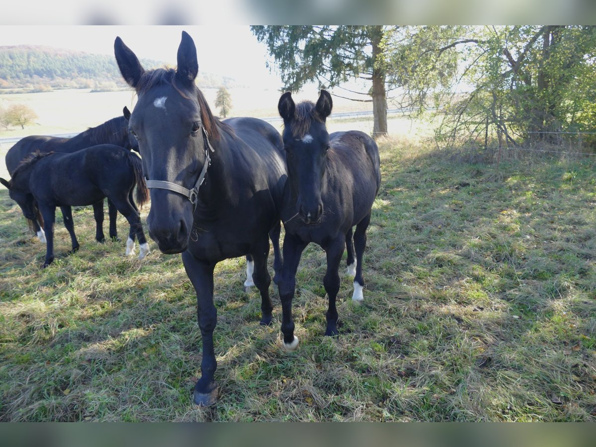 Schweres Warmblut Hengst Fohlen (05/2024) Rappe in Geisa