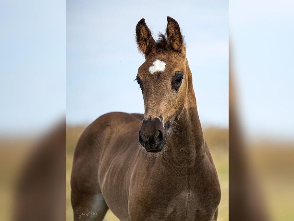Schweres Warmblut, Hengst in Weißenborn