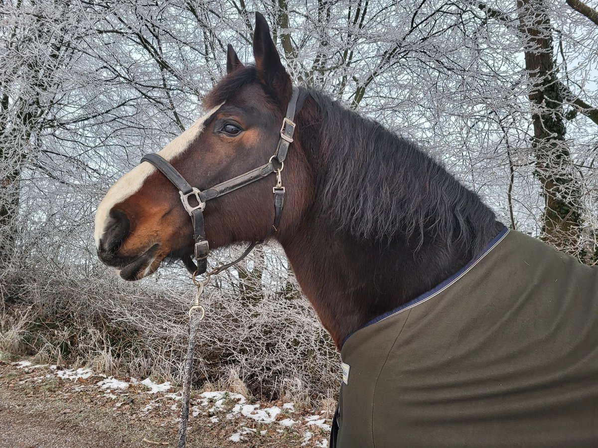 Schweres Warmblut Mix Klacz 10 lat 165 cm Ciemnogniada in Lemgo