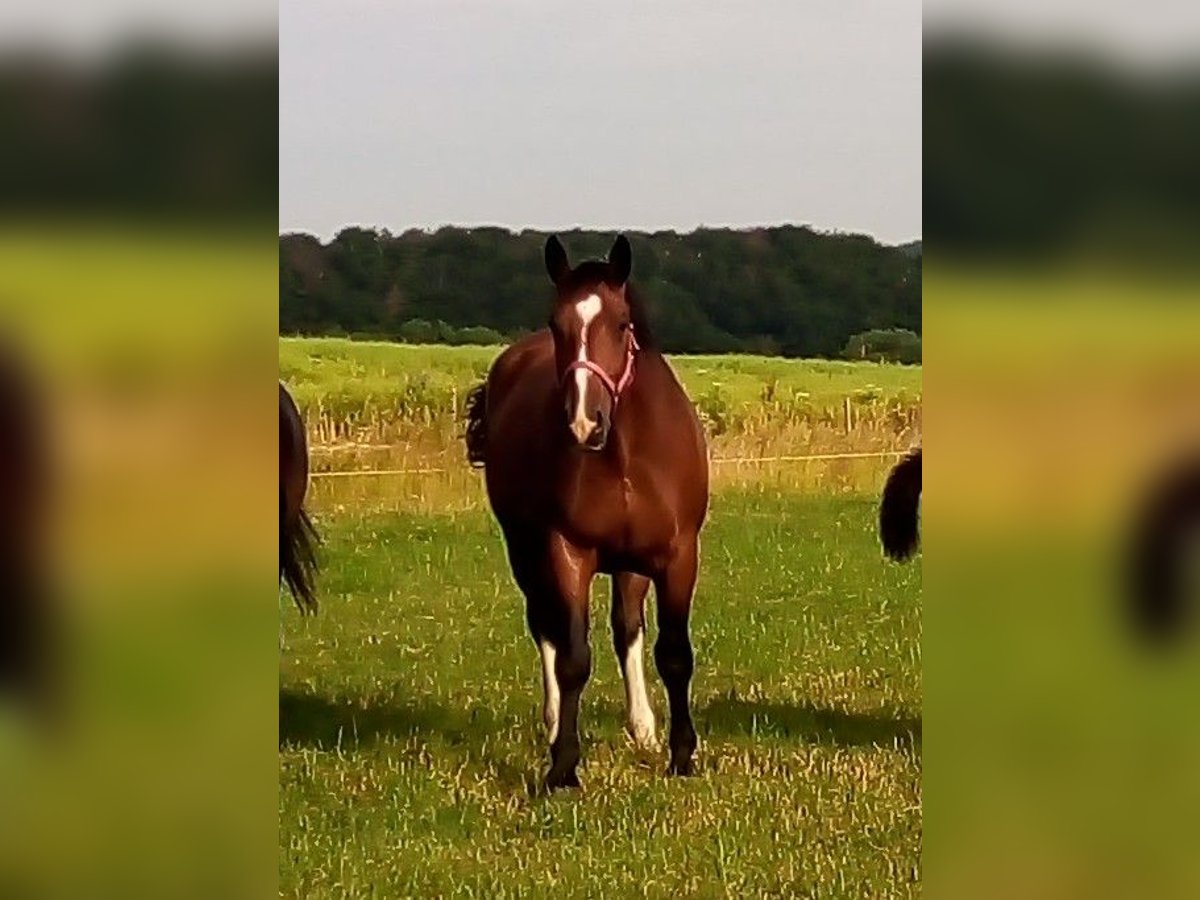 Schweres Warmblut Klacz 11 lat 168 cm Gniada in Hörselberg-Hainich