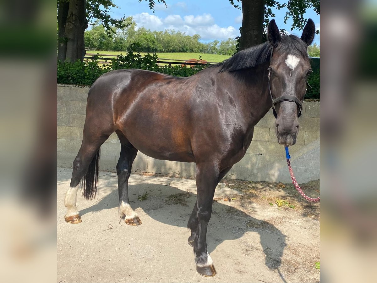 Schweres Warmblut Klacz 14 lat 168 cm Kara in Aalestrup
