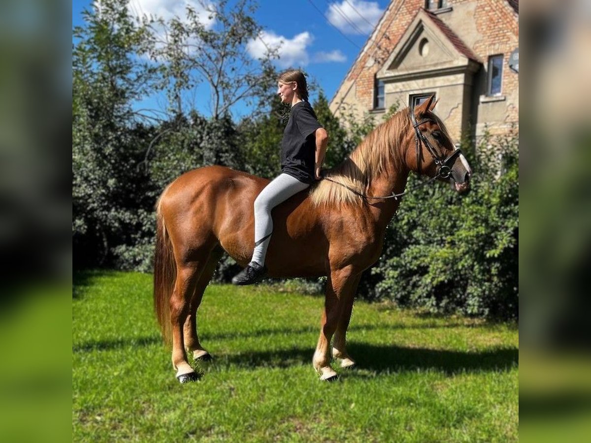 Schweres Warmblut Klacz 3 lat 158 cm Kasztanowata in G&#xF6;rlitz