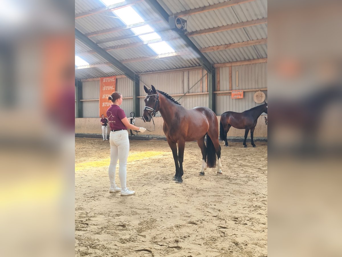 Schweres Warmblut Klacz 3 lat 162 cm Gniada in Hermsdorf