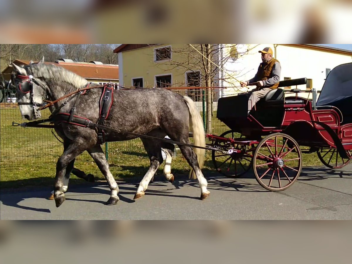 Schweres Warmblut Klacz 3 lat 162 cm Siwa in Kamenz