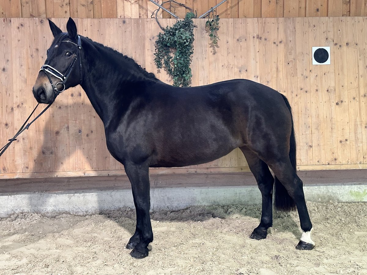 Schweres Warmblut Klacz 6 lat 164 cm Ciemnogniada in Riedlingen