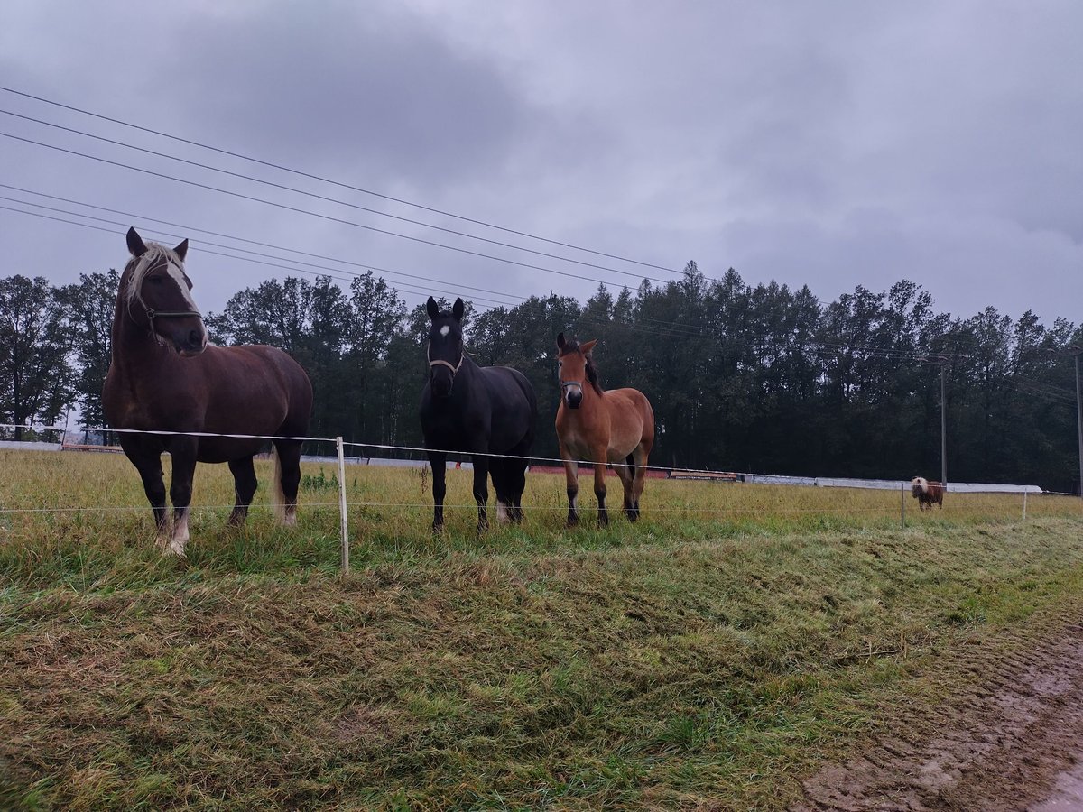 Schweres Warmblut Klacz 7 lat 165 cm Skarogniada in Pößneck