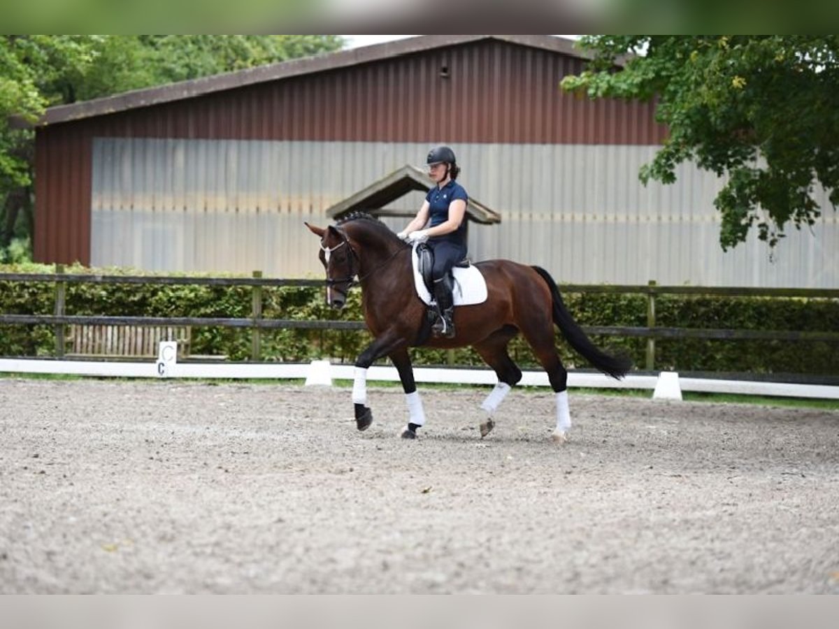 Schweres Warmblut Klacz 7 lat 167 cm Gniada in Visbek