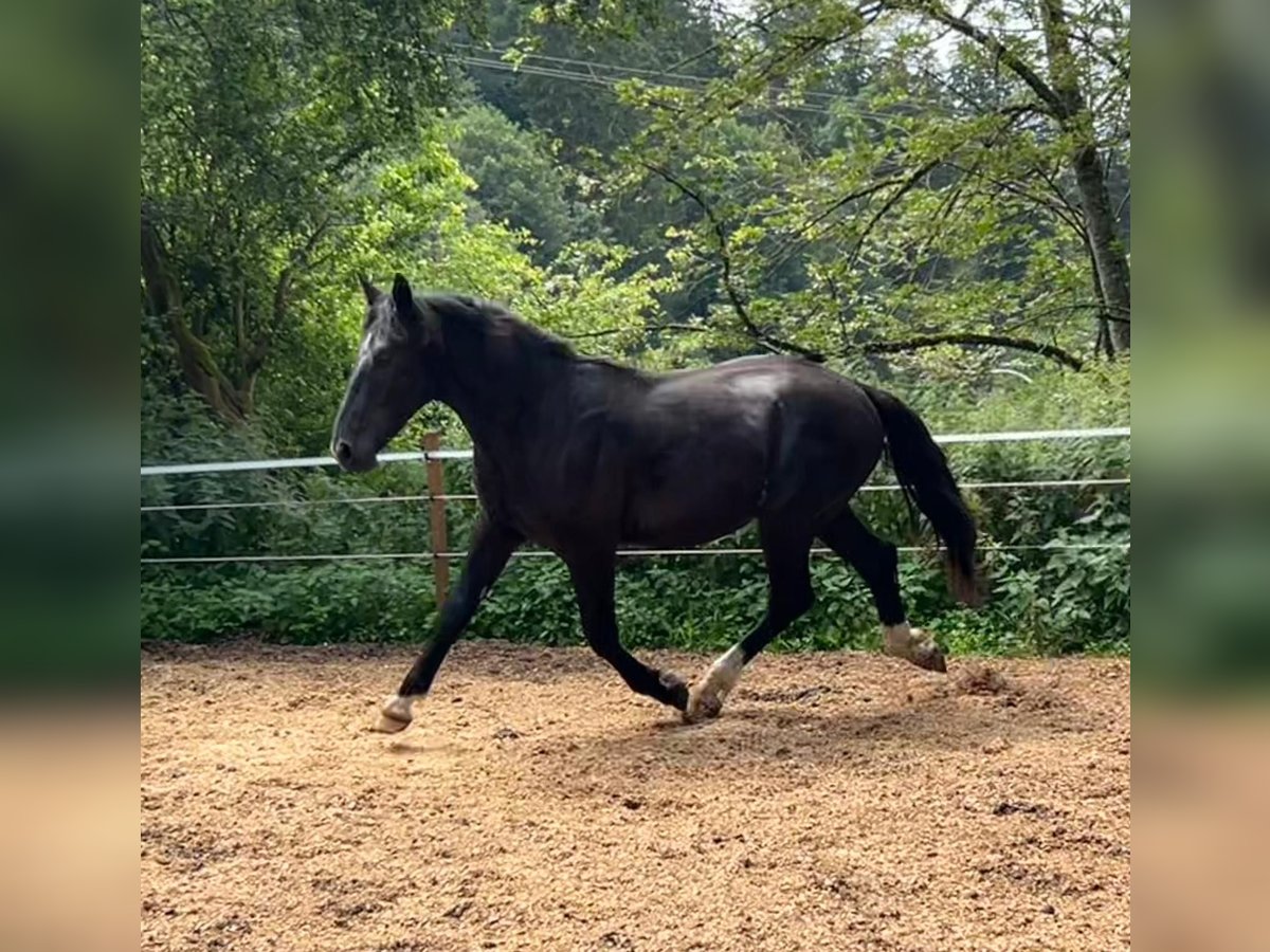 Schweres Warmblut Ogier 2 lat 165 cm Kara in Fridingen