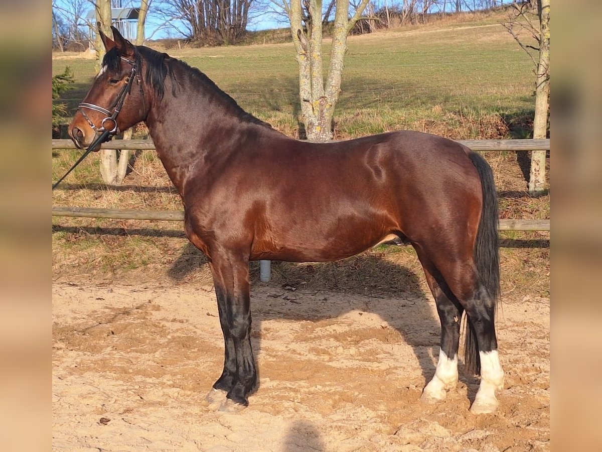 Schweres Warmblut Ogier 6 lat 165 cm Gniada in Altenberg