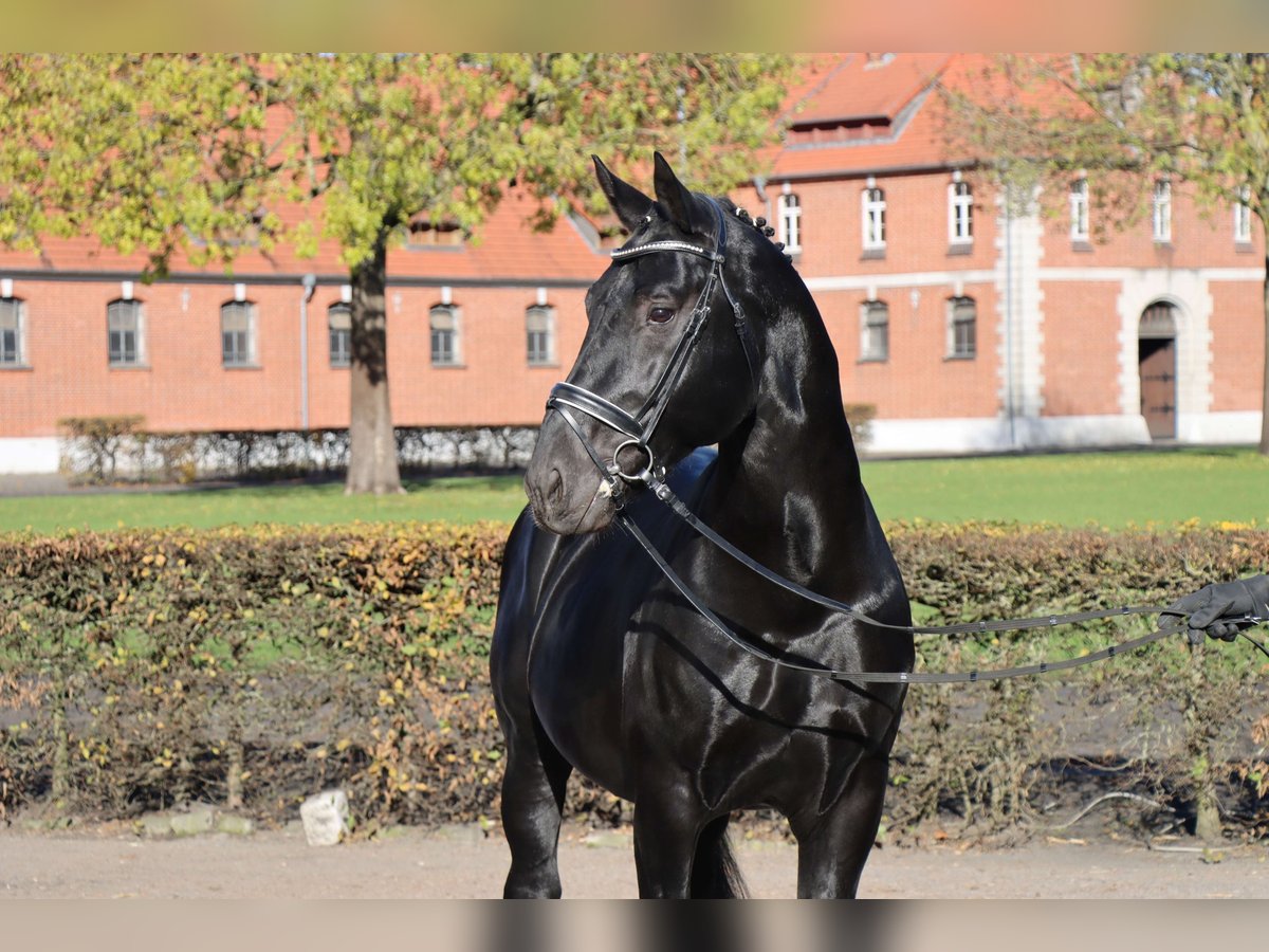 Schweres Warmblut Ogier 7 lat 165 cm Kara in Celle