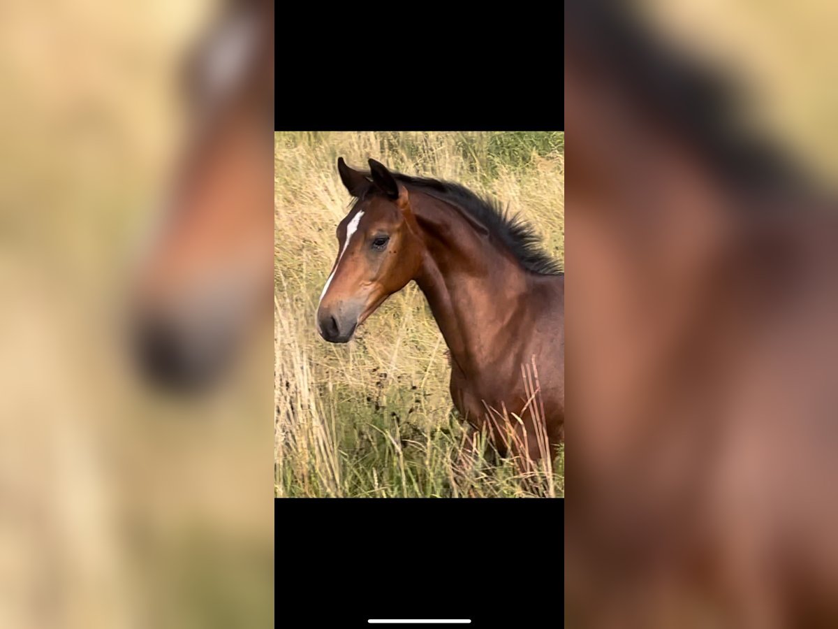 Schweres Warmblut Ogier Źrebak (02/2025) Gniada in Deuna