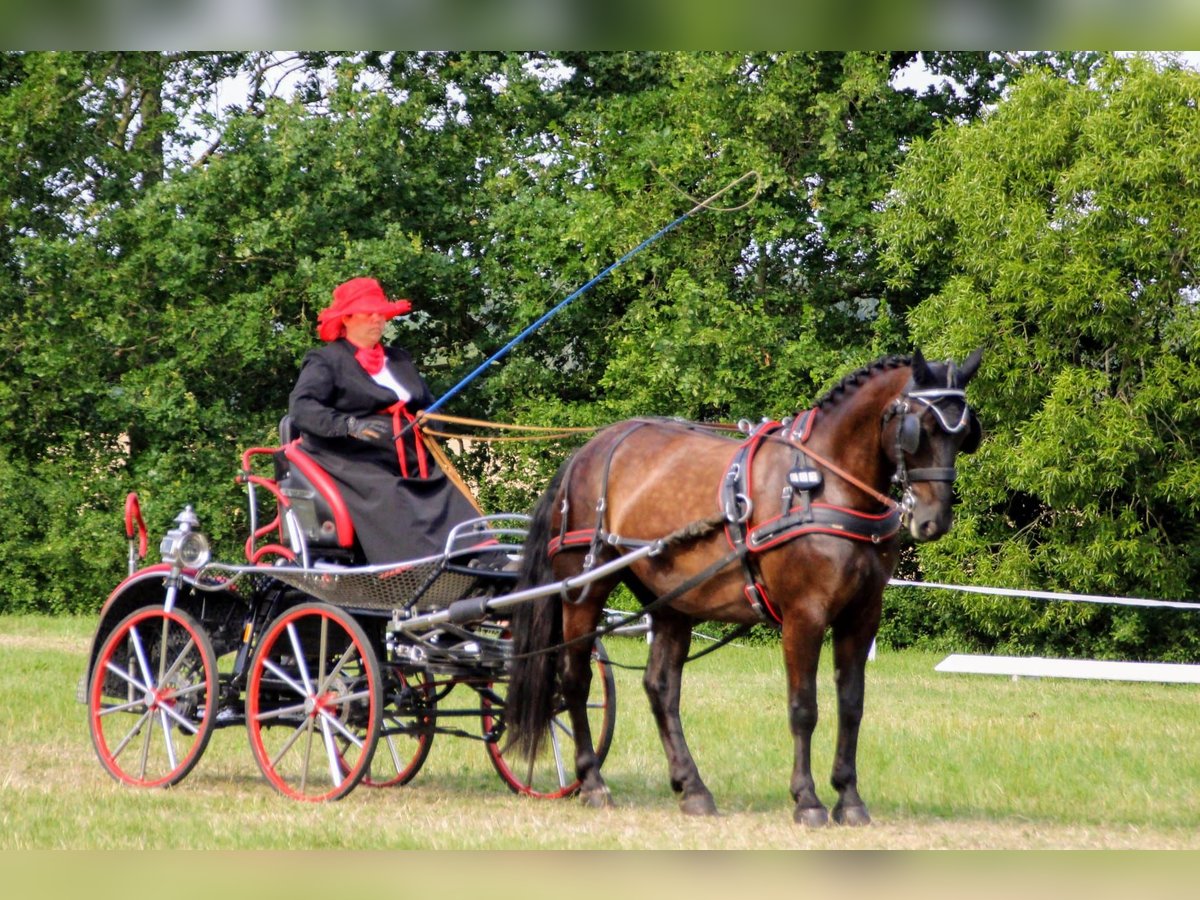 Schweres Warmblut Stute 13 Jahre 158 cm Rappe in Dellstedt