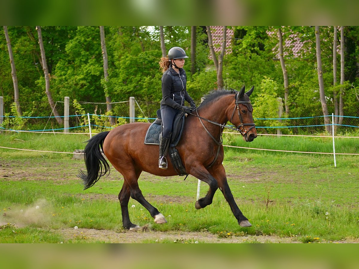 Schweres Warmblut Stute 14 Jahre 159 cm in Elsterwerda