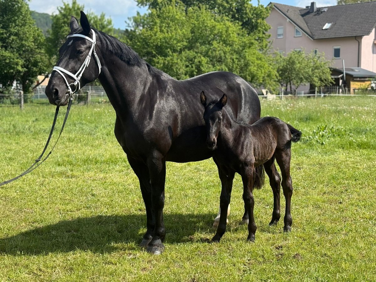 Schweres Warmblut Stute 15 Jahre 165 cm Rappe in Geisa