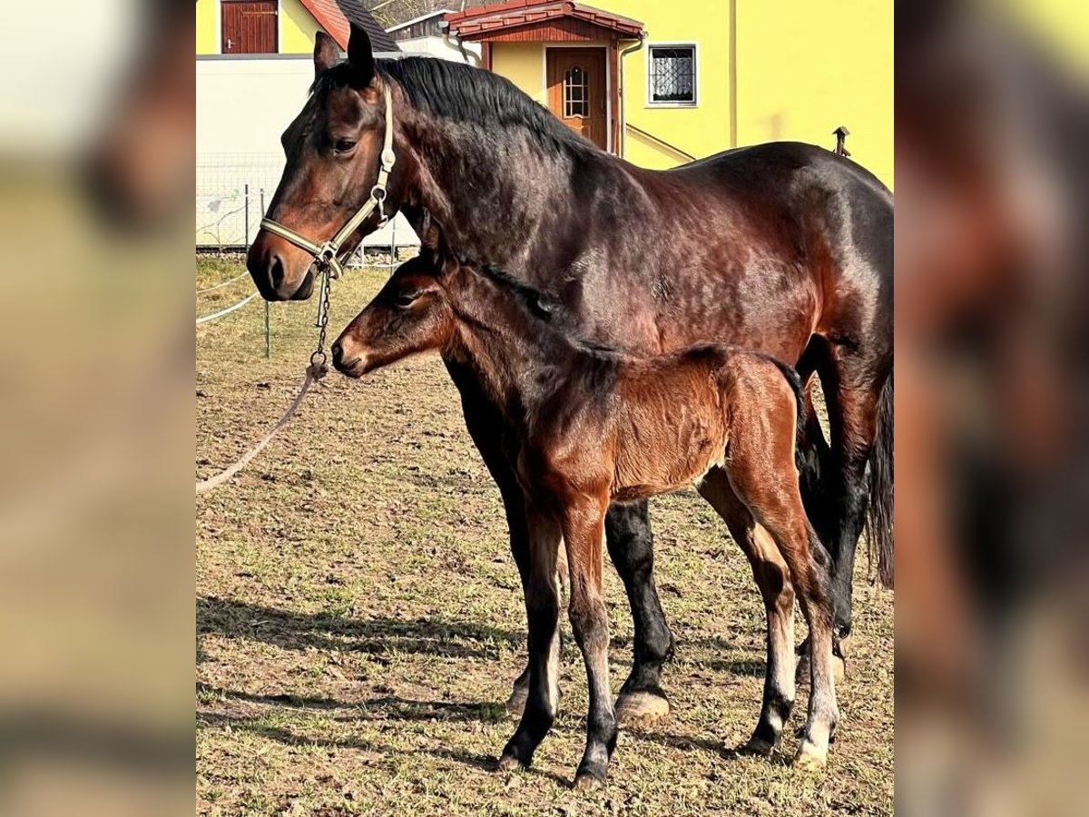 Schweres Warmblut Stute 16 Jahre 163 cm Brauner in M&#xFC;geln