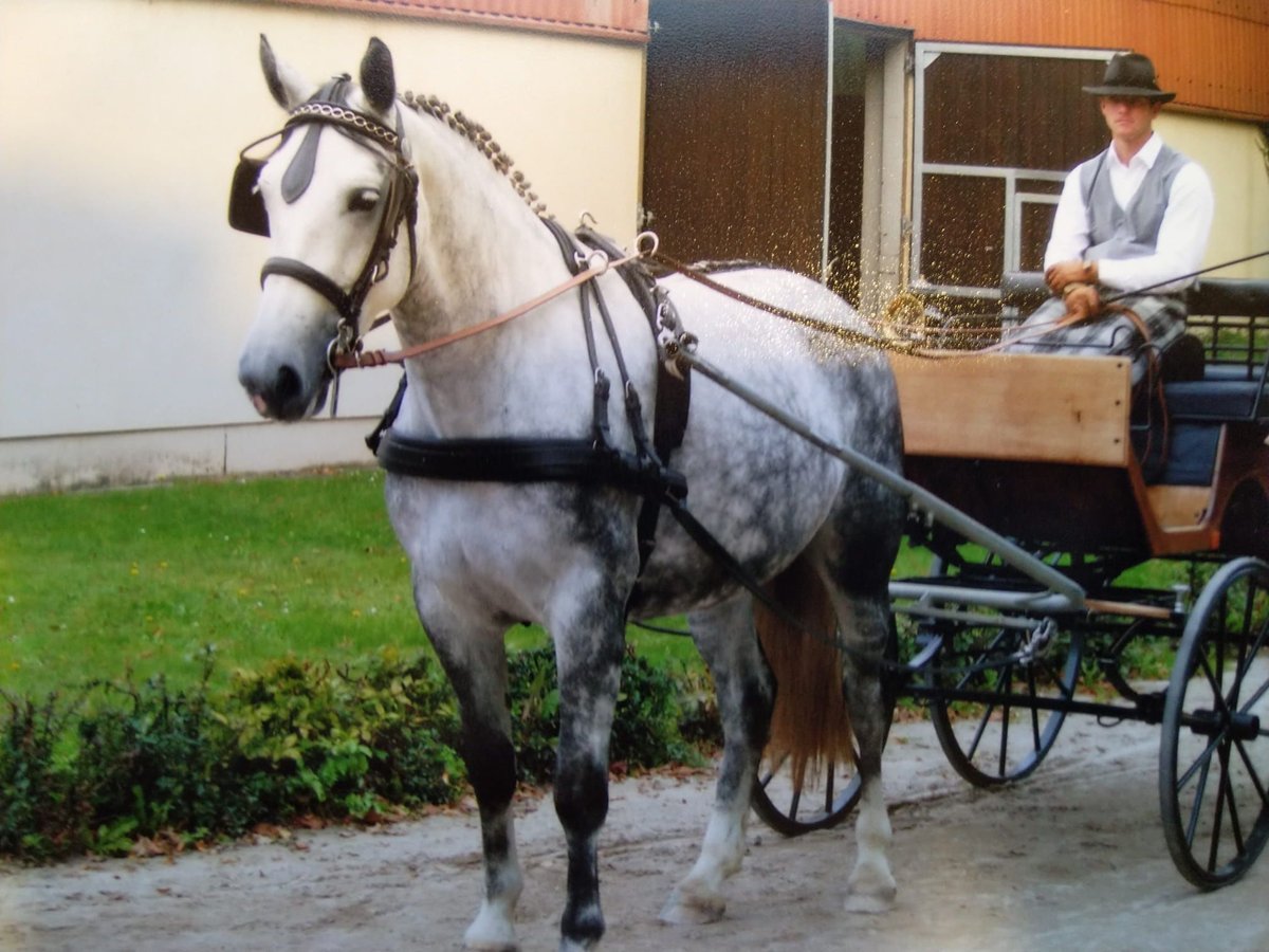 Schweres Warmblut Stute 16 Jahre 168 cm Schimmel in Kamenz