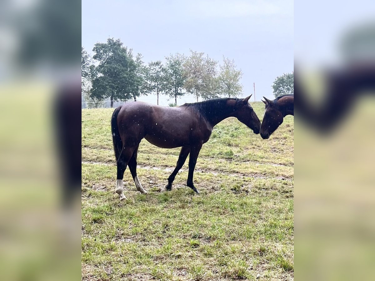 Schweres Warmblut Stute 1 Jahr 158 cm Brauner in Wilsdruff