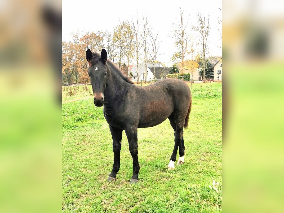 Schweres Warmblut Stute 1 Jahr in Remse